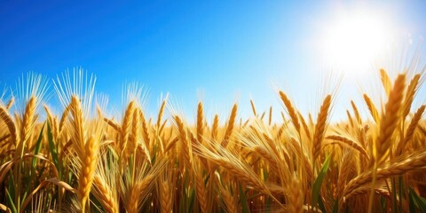 Wall Mural - golden wheat field glowing in the sunlight on a clear sunny day, crop, sunny