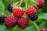 Dewberry Fruits: European Wild BlackBerry, Refreshing Close-Up of Ripe Berry