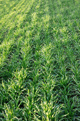 Wall Mural - field of young wheat sprouts, close up shot of winter wheat. a field with green grass - sprouts of young wheat.