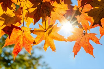 Canvas Print - Colorful autumn leaves catch sunlight in a clear blue sky