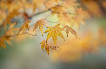 Wall Mural - Yellow autumn leaves on the branches against the background of the turquoise sky. Very shallow focus. Colorful foliage in the autumn forest. Excellent background on autumn theme.