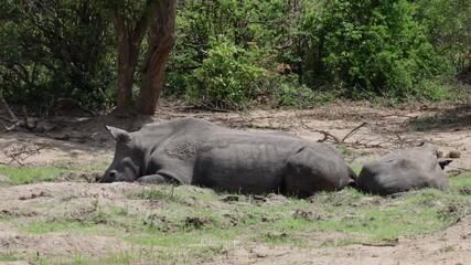 Wall Mural -  White rhinos enjoying a mud bath