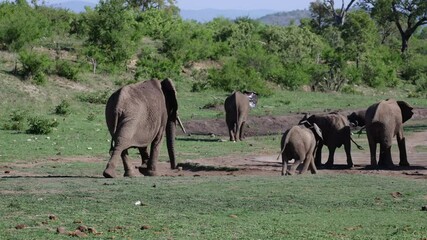 Wall Mural -  A breeding herd of African elephants making their way to the waterhole