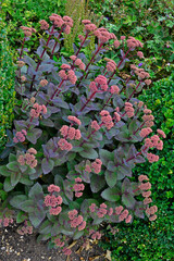 Wall Mural - Sedum telephium 'Purple Emperor'