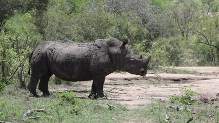 Wall Mural -  White rhino bull on the move