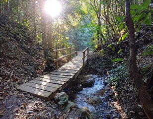 Wall Mural - Forest Bridge Sunlight