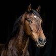 © Imagehub - frontal portrait of a horse with smooth hair in the studio on a black background  horse