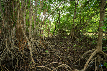 Wall Mural - Mangrove roots in wetland habitat. Coastal forest. Nature's carbon capture mechanism. Essential ecosystem for biodiversity conservation and natural carbon storage in climate change mitigation efforts.