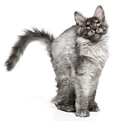 Wall Mural - Charming young cat Maine Coon standing stretched, bending his body gracefully, showcasing its striking fur and inquisitive expression. Kitten alluring features, including its tufted ears and bushy