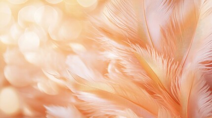 Wall Mural - soft peach colored feathers with a blurred background featuring selective focus and ample copy space