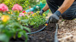 © standret - Professional gardener installing drip irrigation system in garden