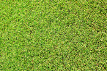 Canvas Print - artificial grass texture background.