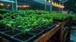 © ADD PHOTO - Hydroponic Greenhouse with Lush Vegetation and Seedling Trays for Sustainable Agriculture Production