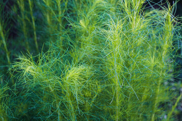 Wall Mural - A Close-Up of Lacy, Feathery Plant with delicate, feathery green foliage. The intricate texture and vibrant color of the leaves.