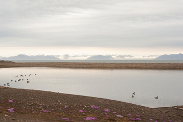 spring, spitsbergen