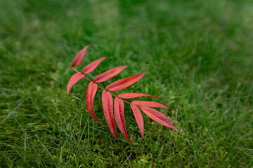 Wall Mural - fallen autumn leaf on green grass in nature.  The red rowan leaf stand out beautifully on the still fresh lawn. Autumn wallpaper