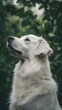 © OAKZTER - Great pyrenees profile in nature outdoor pet photography