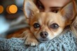 © paulus - Close-up of a woman cuddling her adorable chihuahua dog.