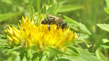Aufkleber - A bee collects nectar and pollen from the inflorescence of Rhodiola rosea.
Rhodiola rosea in the form of tea is used to relieve fatigue, overwork, to increase performance and endurance. 