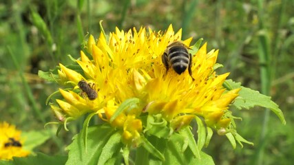 Aufkleber - A bee collects nectar and pollen from the inflorescence of Rhodiola rosea.
Rhodiola rosea in the form of tea is used to relieve fatigue, overwork, to increase performance and endurance. 