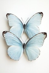 Wall Mural - A pair of blue butterflies perched on a clean, white background