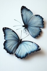 Poster - A pair of blue butterflies sit on a white surface, their delicate wings folded