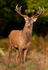 Wall Mural - Portrait of a red deer stag standing in grass during the rut in autumn