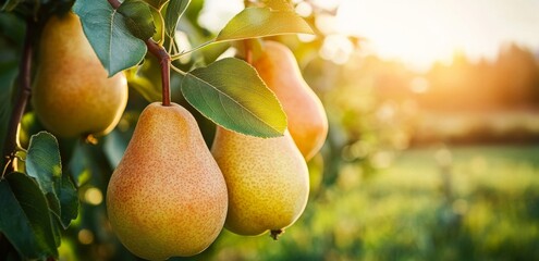 Wall Mural - The charming allure of a pear illuminated by a gentle glow.