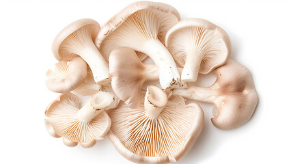 Wall Mural - mushrooms isolated on white background