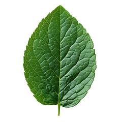 fresh green mint PNG. Mint leaf top view PNG. Mint herb flat lay isolated. Mint menthol leaf plant for culinary purposes isolated. Aromatic herb