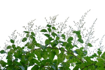 Wall Mural - A tropical plant with bud flower on white isolated background for green foliage backdrop 