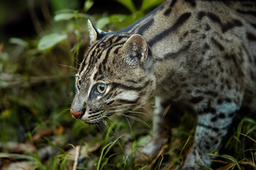 side portrait of fishing cat, prionailurus viverrinus in lush greenery against warm light in backgro