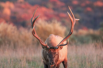 Wall Mural - Elk Bull in the Red Glow of Autumn Sunset 