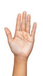 © DesignVectX - Open hand gesture showing palm with fingers extended on transparent background