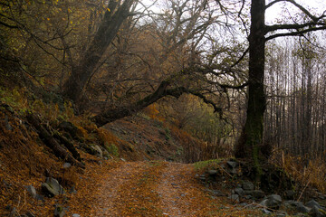 Wall Mural - landscape with beautiful fog in forest on hill or trail through a mysterious winter forest with autu
