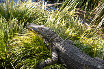 Wall Mural - this is a close up of an alligator