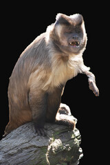 Wall Mural - the brown capuchin is standing on a log