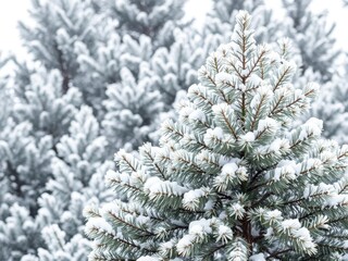 Wall Mural - A stunning pine tree covered in glistening white snow, creating a serene winter wonderland scene, snowy, frozen