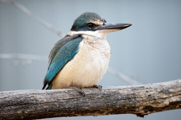 Wall Mural - The scared kingfisher is perched on a branch