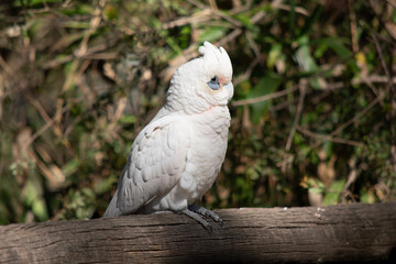 Wall Mural - the little  corella is an all white bird with red on the face  with a blue eye surround