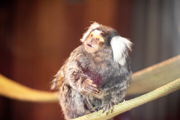 Wall Mural - the marmoset is looking up