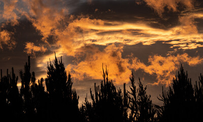 Poster - Beautiful vibrant fiery red sunrise sky with pine tree silhouettes  