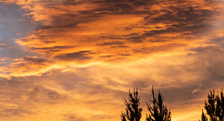 Poster - Beautiful vibrant fiery red sunrise sky with pine tree silhouettes  