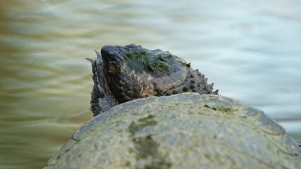 Wall Mural - The saw-shelled turtle is a species of turtle in the Chelidae family endemic to Australia.