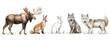 © zong - Watercolor Illustration of Moose Red Fox Brown Bear Gray Wolf White Rabbit in Forest Wildlife