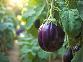 Wall Mural - Eggplant Growing in a Garden