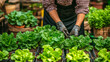 © Daria - The industry of Healthy food, fresh vegetables, Growing lettuce in a greenhouse is a healthy vegetarian food.