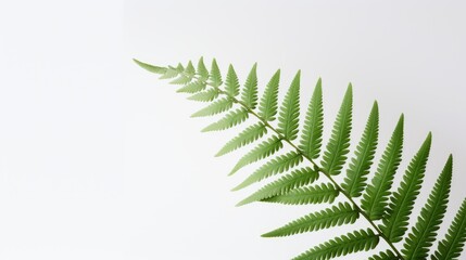 Wall Mural - Close up of a vibrant green fern leaf elegantly positioned against a clean white background in a minimalist studio setting