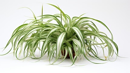 Aufkleber - Chlorophytum comosum plant with arching leaves displayed on a clean white background showcasing its vibrant green and white foliage