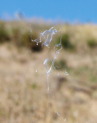 Wall Mural - A spider web is seen through a window, with a clear liquid dripping from it